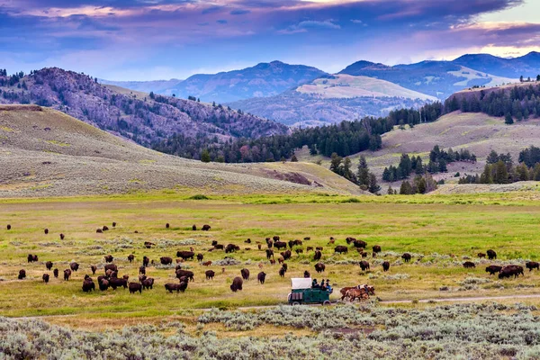 Large Herd American Buffalo Bison Bison Yellowstone National Park Wyoming — Stock Photo, Image