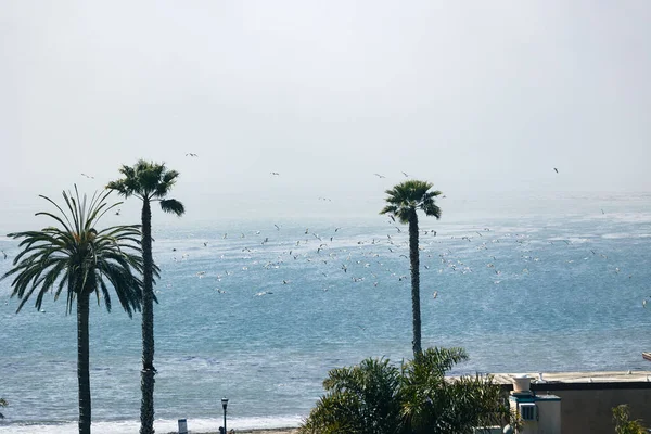 Palm trees on the shore of the village, a flock of birds flying over the sea, with rising fog in the background