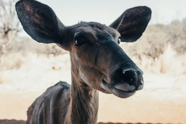 Baby Bush Buck Standing Right Infront Camera Big — Foto de Stock