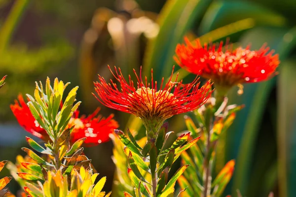 Closeup Shot Blooming Red Pohutukawa Flowers — Stock Photo, Image