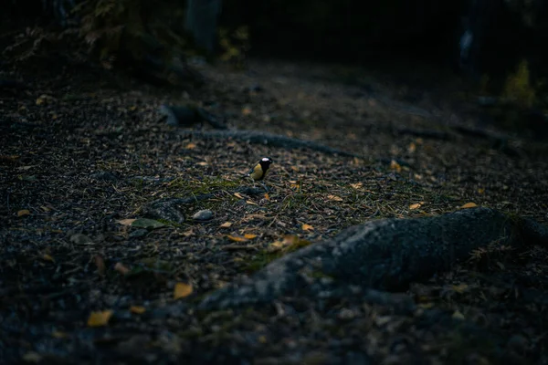 Tiny Yellow Bird Dark Forest Floor — Stockfoto