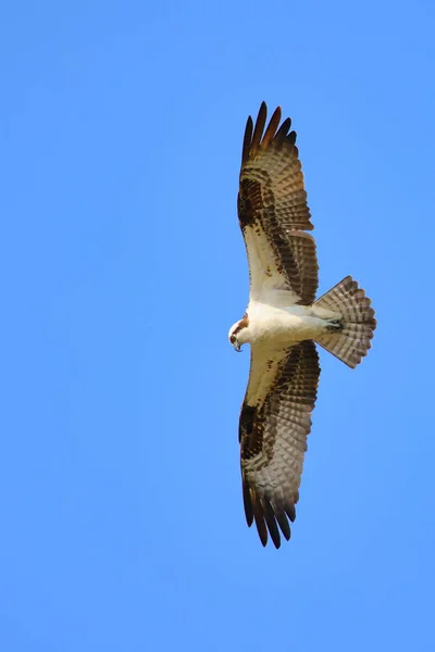 Una Vista Panorámica Una Osprey Volando Cielo Azul —  Fotos de Stock