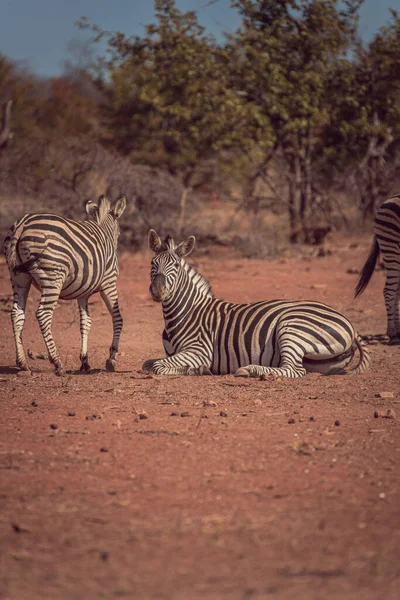 Tiro Vertical Cebras Una Reserva Caza África Rodeada Naturaleza Salvaje —  Fotos de Stock