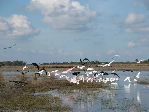 Een Prachtige Kudde Kleurrijke Vogels Het Meer — Stockfoto