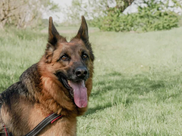 Portrait German Shepherd Dog Countryside — Stock Photo, Image