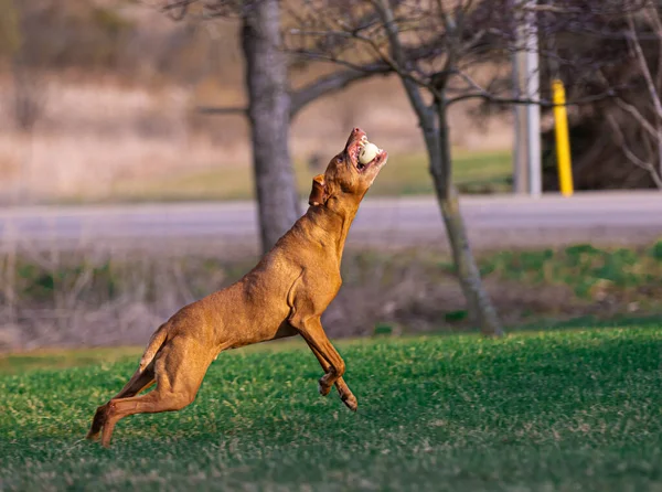 Szelektív Egy Vizsla Kutya Játszik Parkban — Stock Fotó