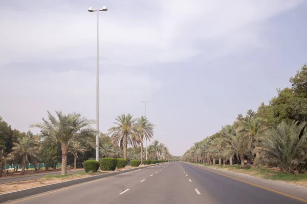 Road Desert Palm Trees — Stok fotoğraf