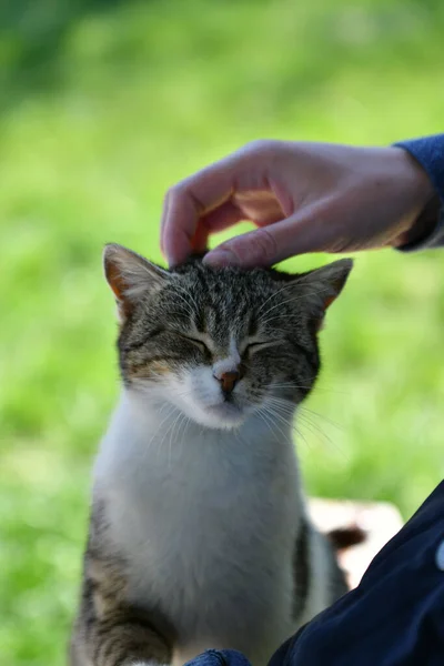 Caressing Cat Human Animal — Photo