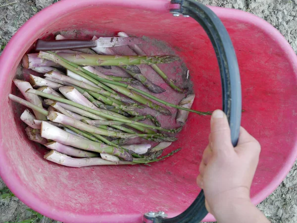 Agricultrice Cueillant Des Asperges Biologiques Partir Sol Organique Non Traité — Photo