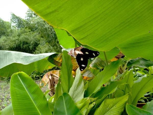 butterflies mating on banana tree leaves. day in the garden. in the mating season.