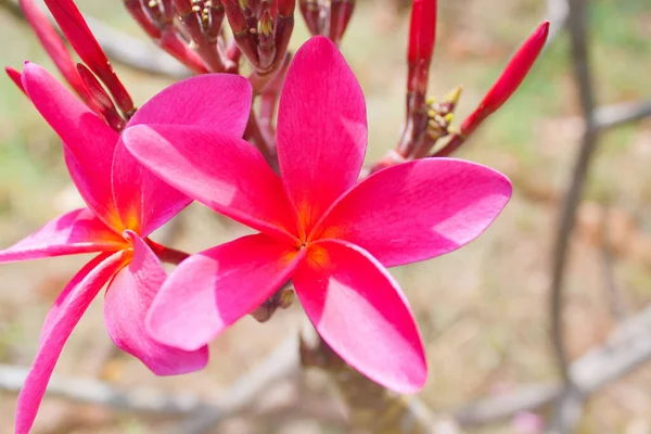 Eine Nahaufnahme Der Schönen Frangipani Blume Mit Grünen Blättern — Stockfoto
