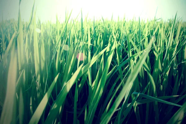 Селективный Снимок Зеленого Рисового Поля Солнечным Светом — стоковое фото