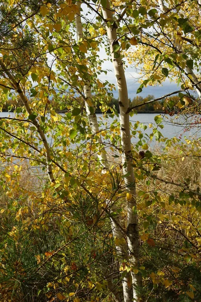 Birken Mit Goldenen Blättern Naherholungsgebiet Blaue Adria Und Natürlichem Lebensraum — Stockfoto