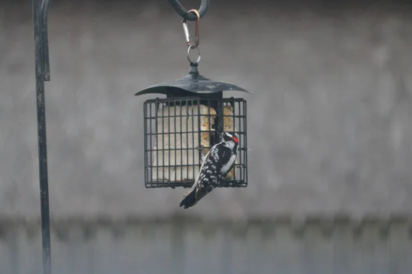 Beautiful Shot Woodpecker Eating Bird Feeder Garden Daytime Blurred Background — Fotografia de Stock