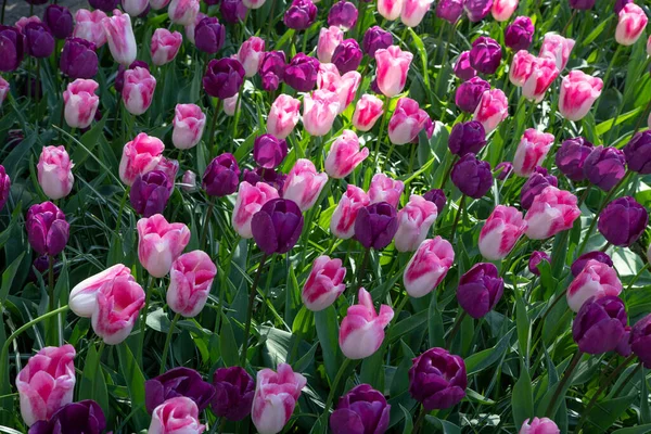 Närbild Bild Bild Tulpan Blommor Blommar Trädgård — Stockfoto