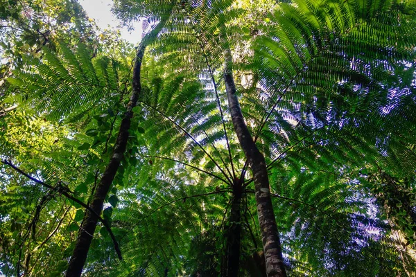 巴西热带大西洋森林中的大型蕨类植物 — 图库照片