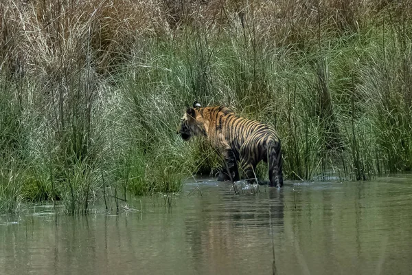 Tiger Badar Och Dricker Sjö Indien Madhya Pradesh Med Reflektion — Stockfoto