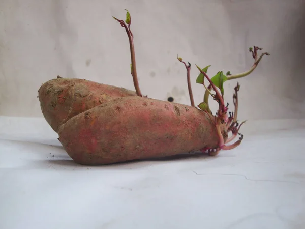 Closeup Big Sweet Potatoes Sprouts White Table —  Fotos de Stock