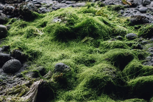 Bright Green Seaweed Covered Rocks Beach Pacific Northwest — Stock Photo, Image