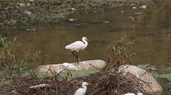 Beautiful Shot Little White Egret Perched Rock Side Lake — Fotografia de Stock