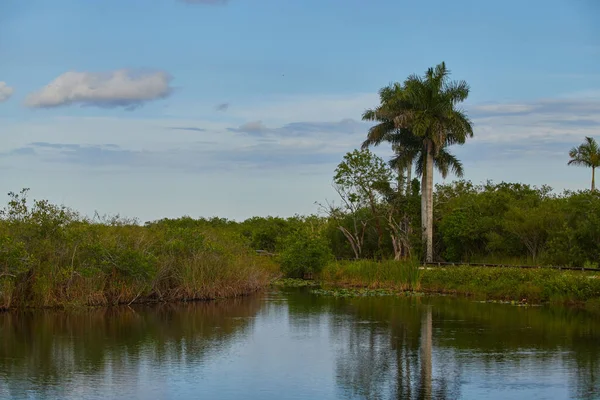 Scenic View Water Pond Marshlands Trees Everglades Florida — Stock Photo, Image