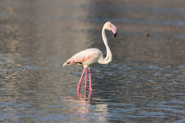 Eine Nahaufnahme Eines Flamingos — Stockfoto