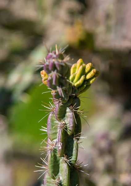 Close Cylindropuntia Imbricata Cactus Buds Nature Wild — Stock Photo, Image