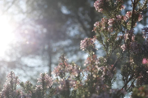 Backlighting Flowers Sunlight Botanical Garden — 스톡 사진