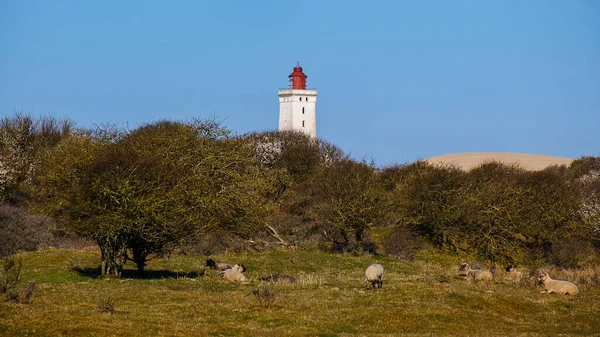 Distant View Rubjerg Knude Lighthouse Trees Sheep Foreground Denmark — Foto Stock