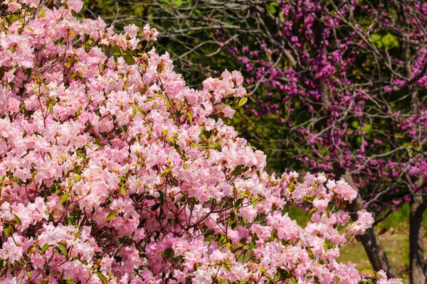 Een Close Shot Van Koninklijke Azalea Bloeiend Het Bos — Stockfoto