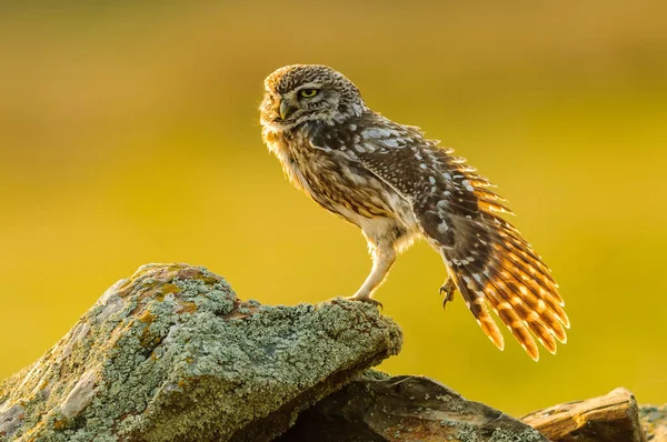 背景がぼやけている石の上にかわいいフクロウのクローズアップ — ストック写真