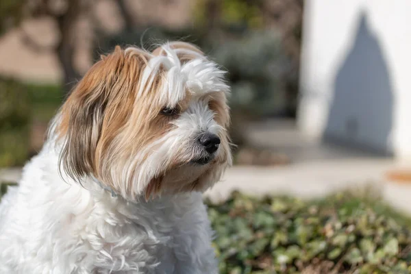 Ritratto Ravvicinato Affascinante Cane Bianco Dell Avana Alla Luce Del — Foto Stock