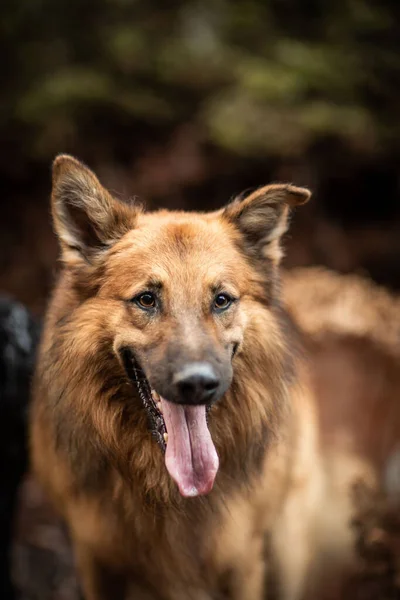 Vertical Closeup Shot Beautiful German Shepherd — Stock Photo, Image