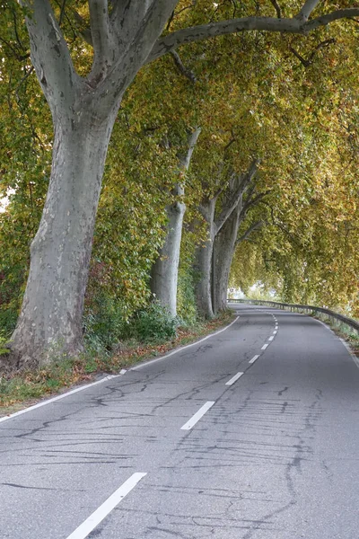 Tunnel Come Vicolo Acero Autunno Altrip Renania Palatinato Germania Punto — Foto Stock