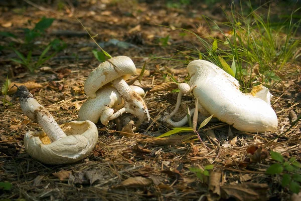 Closeup Group Mushrooms Forest Floor Croatan National Park — Stock Photo, Image