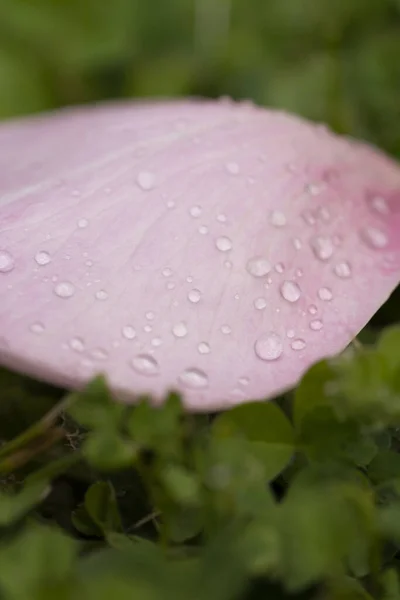 Egy Függőleges Közelkép Vízcseppekről Egy Rózsaszín Virágszirmon — Stock Fotó