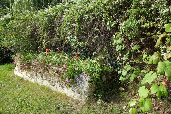 Närbild Vacker Trädgård Torgny Luxemburg — Stockfoto