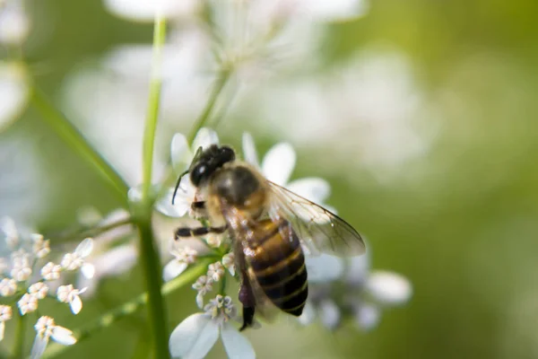 Bee Collecting Nectar Flower Coriander Scientific Name Coriander Coriandrum Sativum — Stock Photo, Image