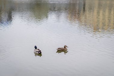Yakın bir ördek şehrin bir tarafında yüzüyor.
