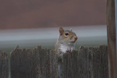 Tahta bir çitten gözetleyen sincabın yakın çekimi.