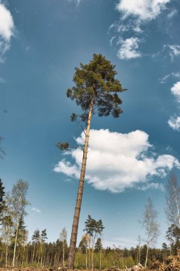 Bulutlu arka planda, kırsal alanda yalnız bir ağacın dikey görüntüsü.