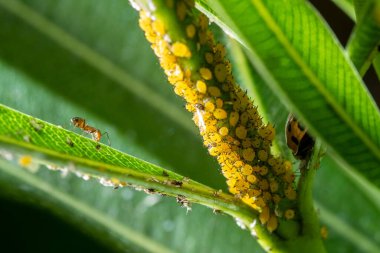Parktaki yeşil yaprakların üzerindeki sarı yaprak bitlerinin yakın plan çekimi.