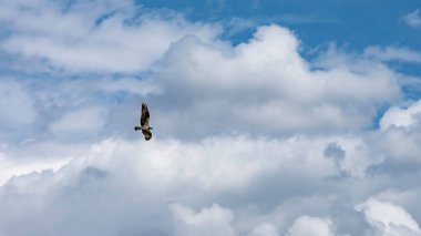 Bulutlu gökyüzünde uçan bir balık avı