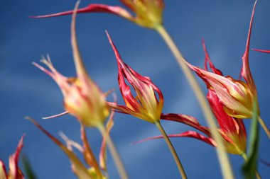 Ateş Ateşi ya da Türk Lalesi en az 1800 'lerin başlarına kadar uzanır. İnanılmaz kırmızı laleler..