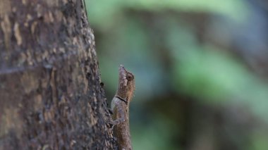 Ağaç kabuğunda bir kertenkelenin yakın çekimi.