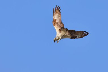 Mavi gökyüzünde süzülen bir Osprey manzarası