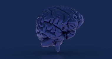 Mavi arka planda izole edilmiş insan beyninin üç boyutlu bir çizimi.