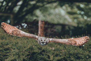 Arka planda ağaçlarla uçan Avrasyalı bir kartal baykuş.