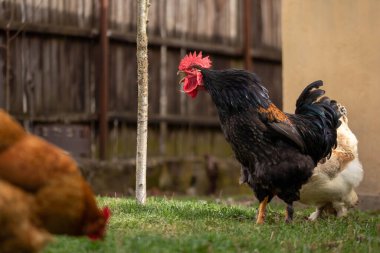A closeup of a black rooster in a farm
