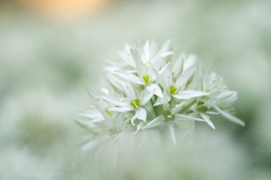 Bir tarlada açan yabani sarımsak (Allium ursinum) iğnesi